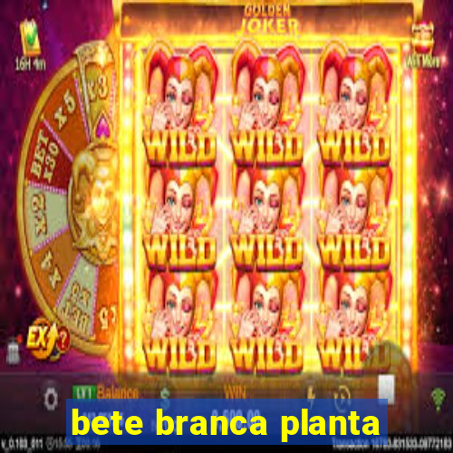 bete branca planta